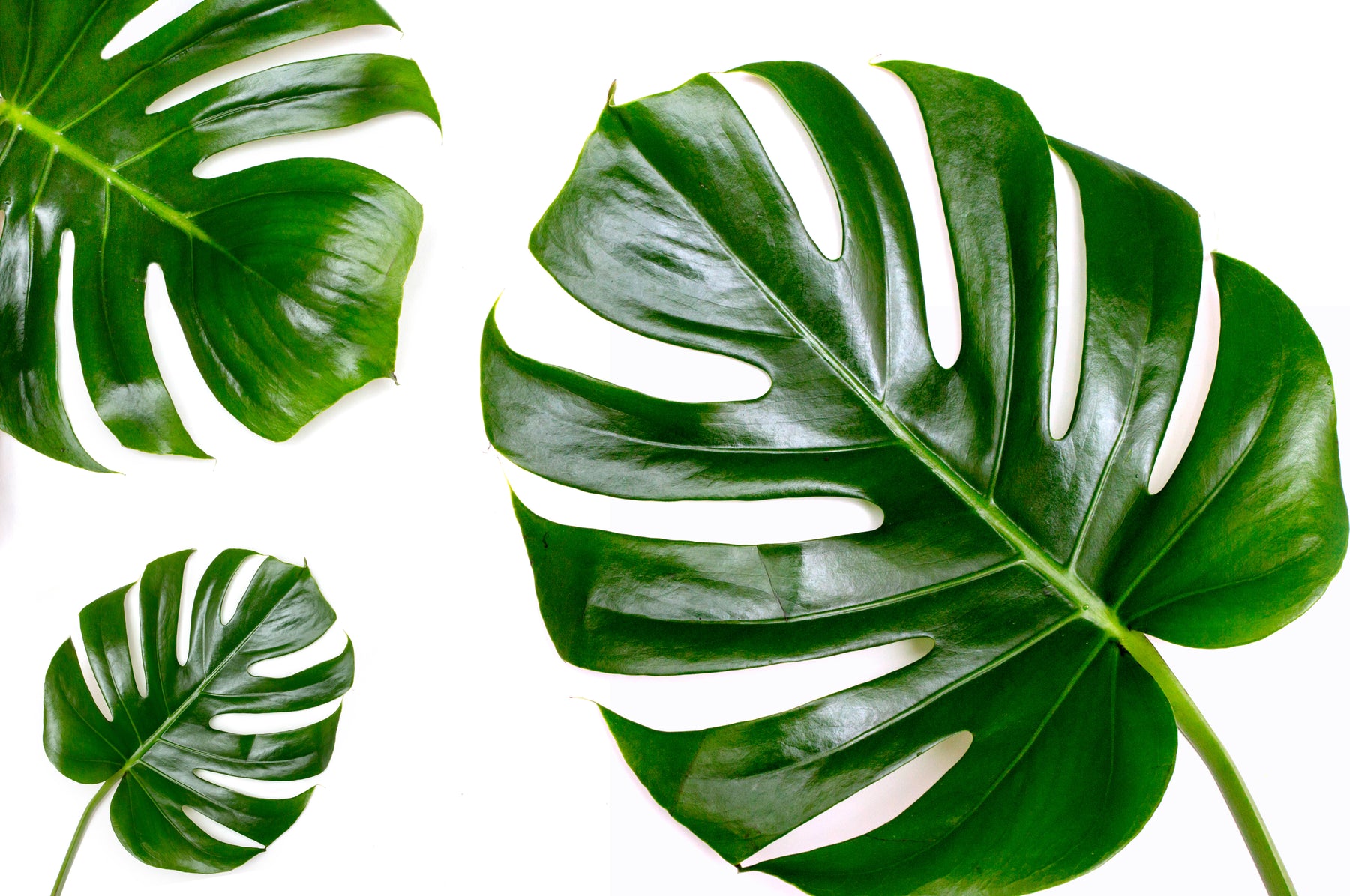 Amazing Ingredients 101: Four Benefits of Adding Jamaican Castor Oil to Your Beauty Routine