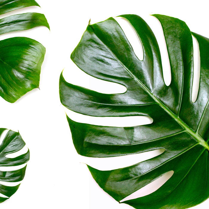 Amazing Ingredients 101: Four Benefits of Adding Jamaican Castor Oil to Your Beauty Routine
